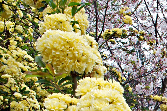 Rose and Plum fill the backyard with color.