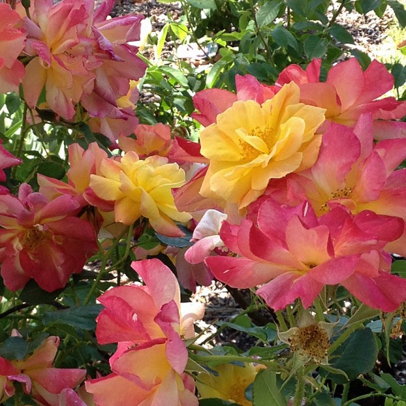 Red Flowers--Palo Alto, May