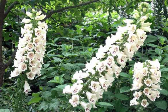 WhiteFlower-IMG_0694