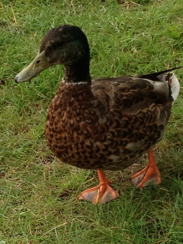 The Mallard of Lake Sunapee Harbor
