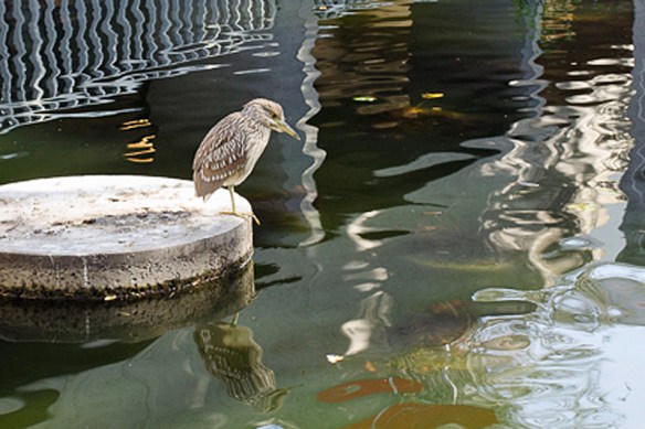 Black Crowned Night Heron looking into the Reflecting Pond. Oakland Museum of California