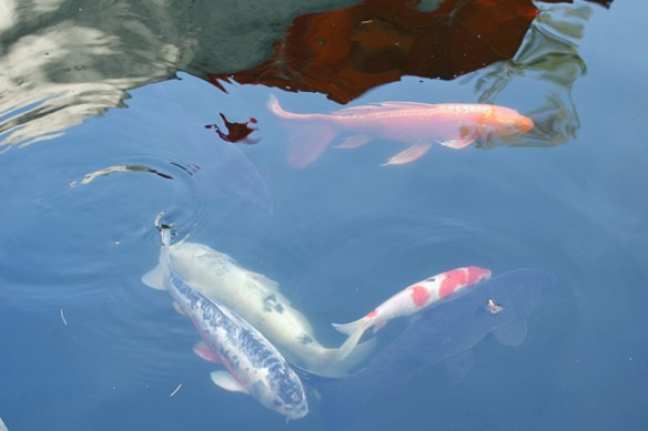 Koi Carp in the Reflecting Pond. Oakland Museum of California