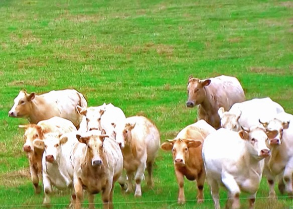 A Herd Watches The Action, Tour de France