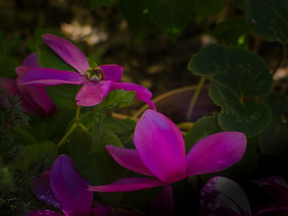 Spring 2015, Palo Alto (Click to enlarge photo.)