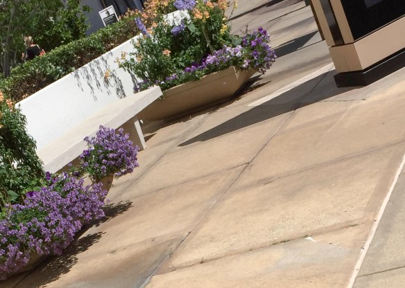 A tilted look at a park bench and flowers