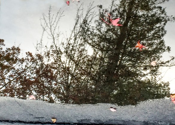 Transition - Fall, Reflections in Standing Water