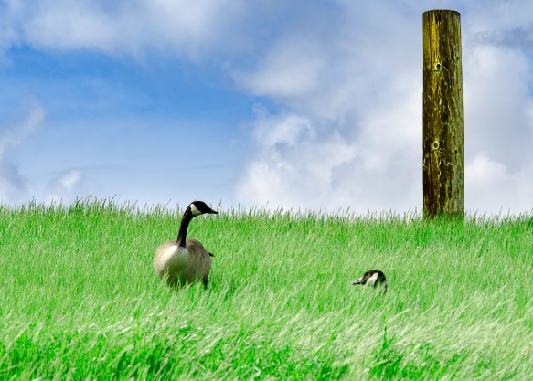 Canada Geese, Byxbee Park