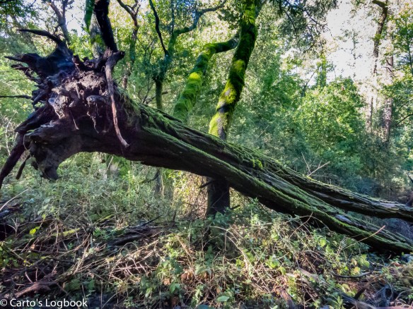 wpc-amb-dscn3790-hdr